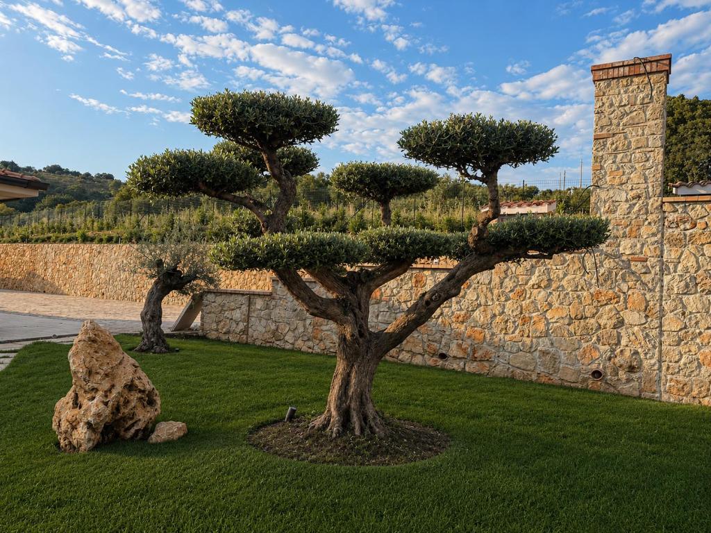 Ulivo bonsai nel giardino