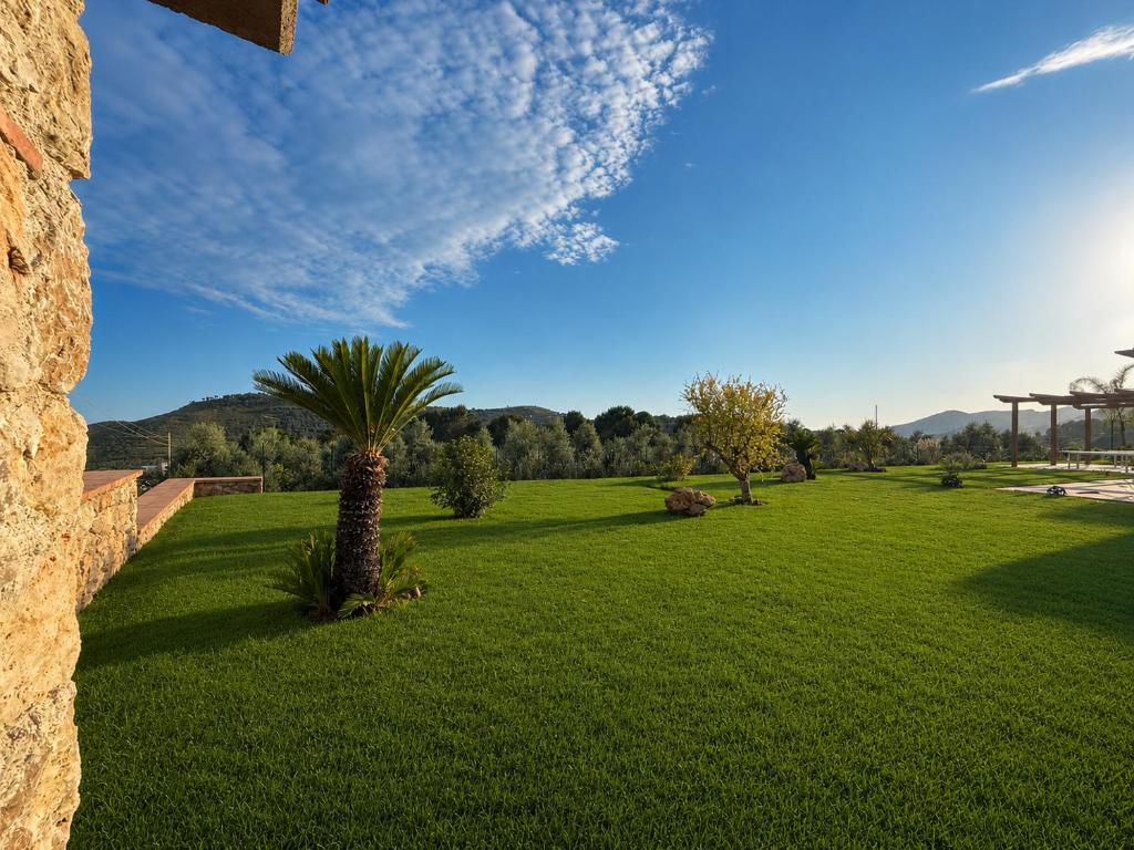 Prato con palma e vista colline
